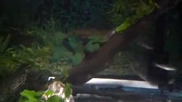 Montezumae 3 2009 смотреть онлайн