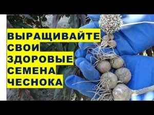 Вырастите здоровые семена чеснока своими руками.