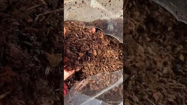 МУЛЬЧА ИЗ СОСНОВОЙ КОРЫ, КОРА СОСНОВАЯ, МЕЛКАЯ ФРАКЦИЯ, СИТО 20ММ, МЕШОК 45Л