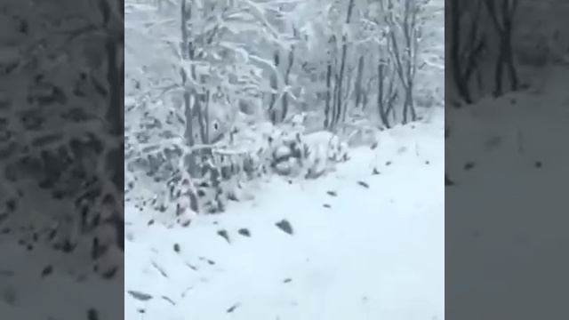 Амурского тигра засняли в Китае смотреть онлайн