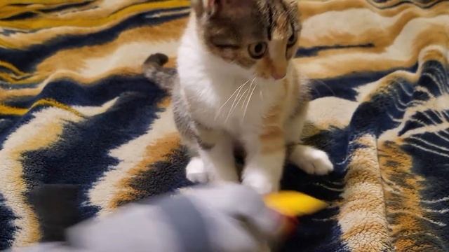 #смотретьвсем #весело #внимание #игра #funnyanimals #кот #fyp #viral #днепр #foryou #украина #ракет смотреть онлайн