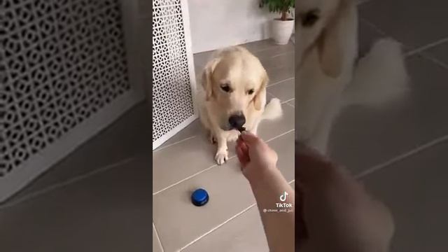 Голосовая кнопка для собак смотреть онлайн