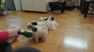 COTON DE TULEAR PUPPIES - MIRIAM'S JOY KENNEL