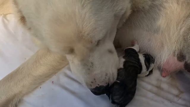 Алабай Роды. Новорожденные щенки алабая.