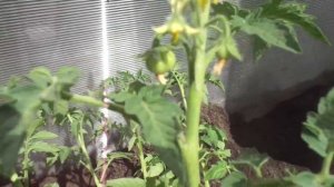 ТОМАТ РЕНЕТ ВЫСАЖИВАЮ УЖЕ С ПЛОДАМИ. Ольга Чернова.