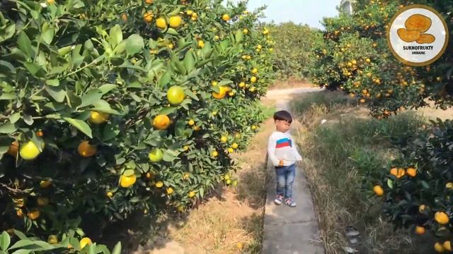 Кумкват. Что Это Вообще Такое? смотреть онлайн