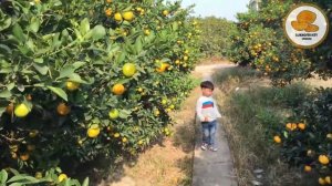 Кумкват. Что Это Вообще Такое?