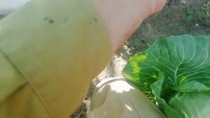 Солнечные ожоги на ягодах винограда. Срочно притените кисти винограда.