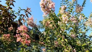ЛАГЕРСТРЕМИЯ В МОЁМ САДУ!КРАСНОДАР,ЖАРА + 38! 5 АВГУСТА 2023 Г.🌺КРАСАВИЦА ЛАГЕРСТРЕМИЯ В ЮЖНОМ САДУ
