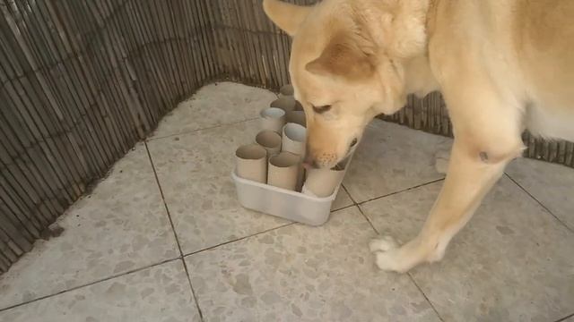 Интеллектуальные игры для собак: Волшебная втулка смотреть онлайн