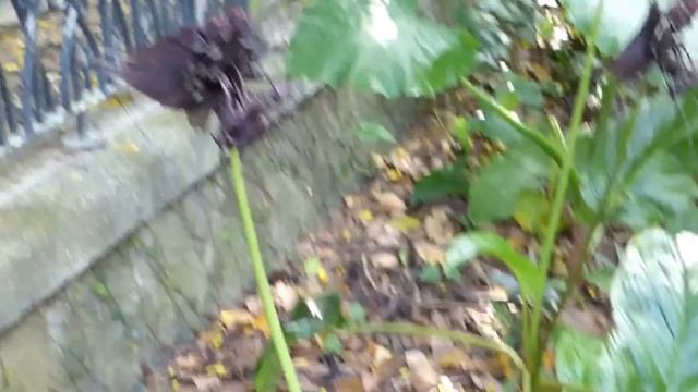 老虎鬚-蝙蝠花 Tacca chantrieri Andre_台北植物園 2015-09-15 смотреть онлайн