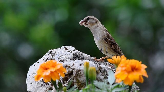 Проникновенная и Невероятно красивая музыка! Эту музыку можно слушать вечно... Сергею Чекалину смотреть онлайн