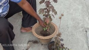 How to grow Cranberry Hibiscus plant (With English subtitle)