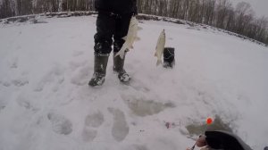 БЕШЕНЫЙ КЛЕВ В МЕТЕЛЬ! ПОПАЛИ НА ЖОР! Вот это рыбалка!!!