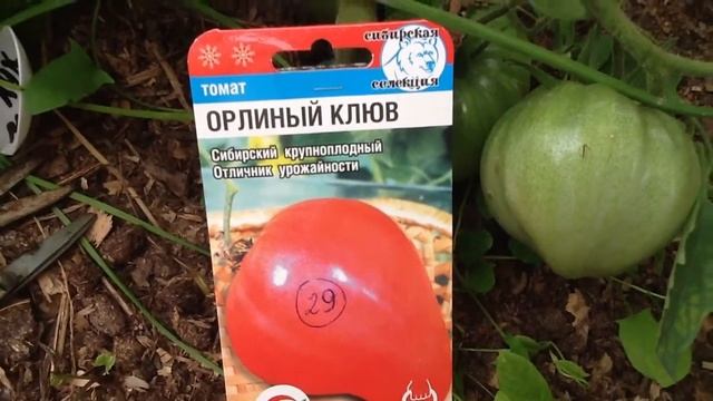 Томат "Орлиный клюв". Дегустация смотреть онлайн