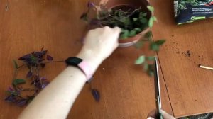 Пересадка и размножение традесканции