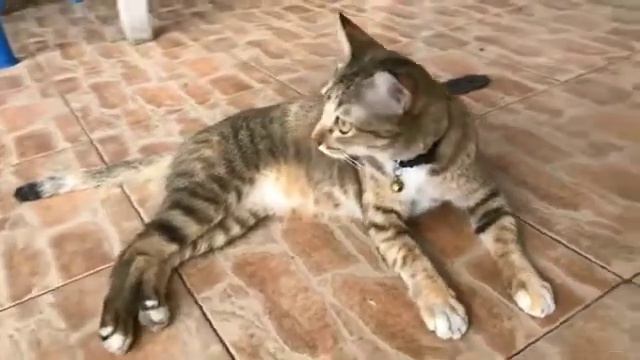 Коты Интересные факты О КОШКАХ Удивительные факты о животных😊🤔 смотреть онлайн