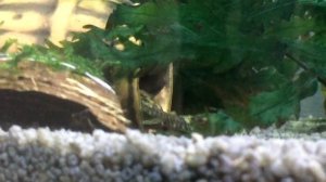 Сомята анциструса выходят из гнезда!