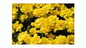 Бархатцы отклоненные (Tagetes patula)