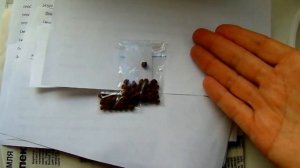 ИРИСЫ ИЗ СЕМЯН !!! МНОГОЛЕТНИЕ РАСТЕНИЯ ИЗ СЕМЯН ...ОЧЕНЬ ПРОСТО !!!