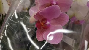 ШИКАРНАЯ орхидея ДАРВИН  в ЛЕНТА | Orchids ORCHID ОРЕНБУРГ Обзор ОРХИДЕИ