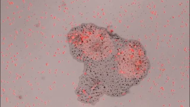 Coordinated Feeding Behavior in Trichoplax, an Animal without Synapses смотреть онлайн