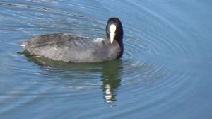 小池公園こいけこうえん