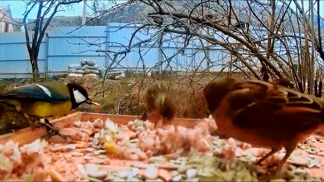 Крымская зима, кормим птиц. Кто прилетел на кормушку