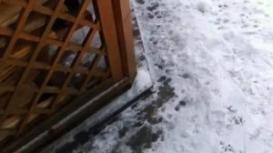 Свято Казанский мужской скит Богоявленского монастыря Урочище Акиньшино котята