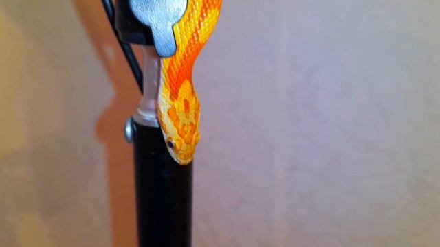 Я нашёл свою змею! Как найти змею. Что делать если змея пропала. смотреть онлайн