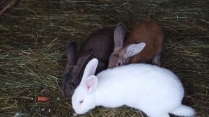звуки недовольного кролика🐰