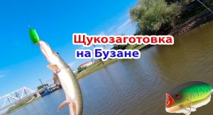 Щукозаготовка на Бузане на Lucky Craft Malas и вертушки. Ящик щуки  за 3 часа.