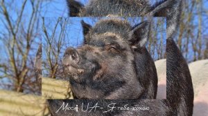 Мюслі UA - Я тебе кохаю мій солодкий кабанчик (ремікс пісня українською)