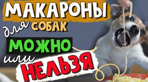 Можно ли собакам давать макароны: все ЗА и ПРОТИВ