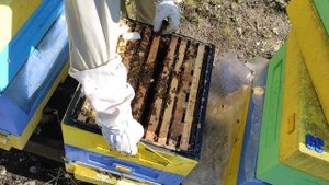 Пчела Кордован. Первая зимовка.