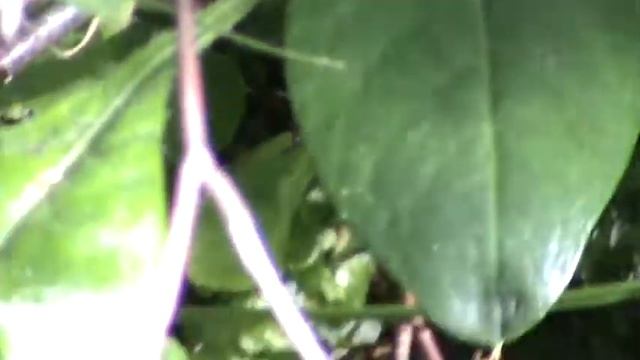 Как собирать грибы 1 смотреть онлайн