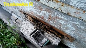 #Пчёлы. Как долго можно продержать #матку в клеточке. И почему.