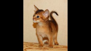 ТОП 5 САМЫХ ОПАСНЫХ КОШЕК В МИРЕ