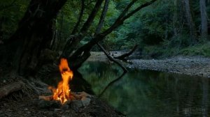 Дельфиниум однолетний выращивание из семян
