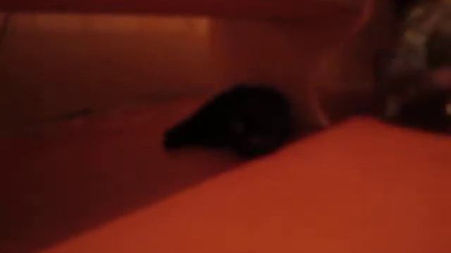 Вязка Ксюша смотреть онлайн