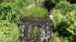Звуки природы. Пение птиц. Шум ручья. Успокаивающие звуки ручья.  Soothing Sounds
