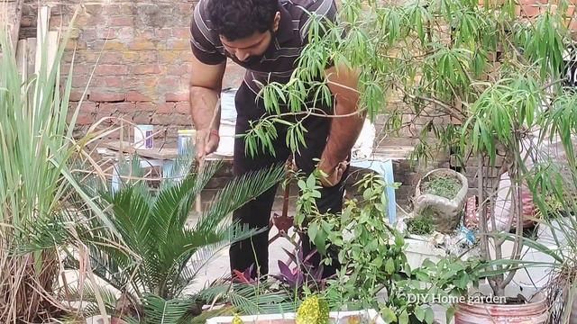 Grow croton from Leaf #crotonplant смотреть онлайн