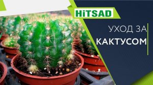 Кактус Посадка и Уход  Полезные советы