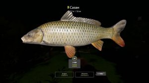 рр4! Северский Донец. Сазан на бойлы)))