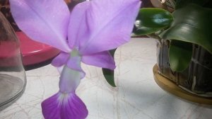 Цветение Cattleya Walkeriana