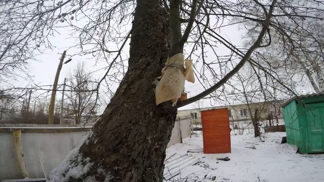 FHD80fps СалоЗимаДенисово 1 Синицы смотреть онлайн