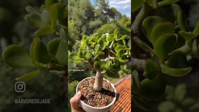 Crassula Ovata - Jade Bonsai #suculentas #succulentplants