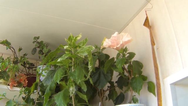 Комнатные цветы. Цветущий июньский балкон. #цветынабалконе #цветутцветочки #цветениегибискуса