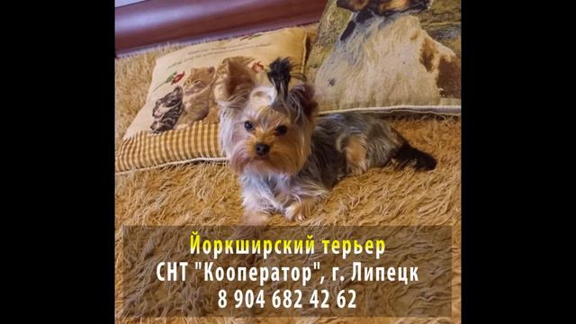 Пропала собака! Йоркширский терьер. г. Липецк, СНТ "Кооператор"