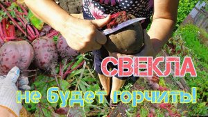 Выкопала свеклу (она не будет горчить). Проверила морковь. Соседка рада, что я вырастила штокрозу.